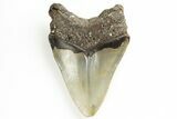 Serrated, Fossil Megalodon Tooth - North Carolina #190936-1